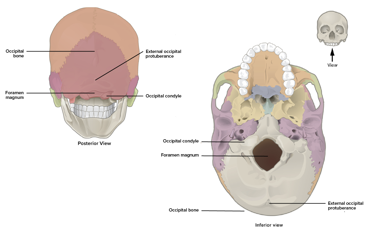 Diagram details the location and articulations of the Occipital Bone.
