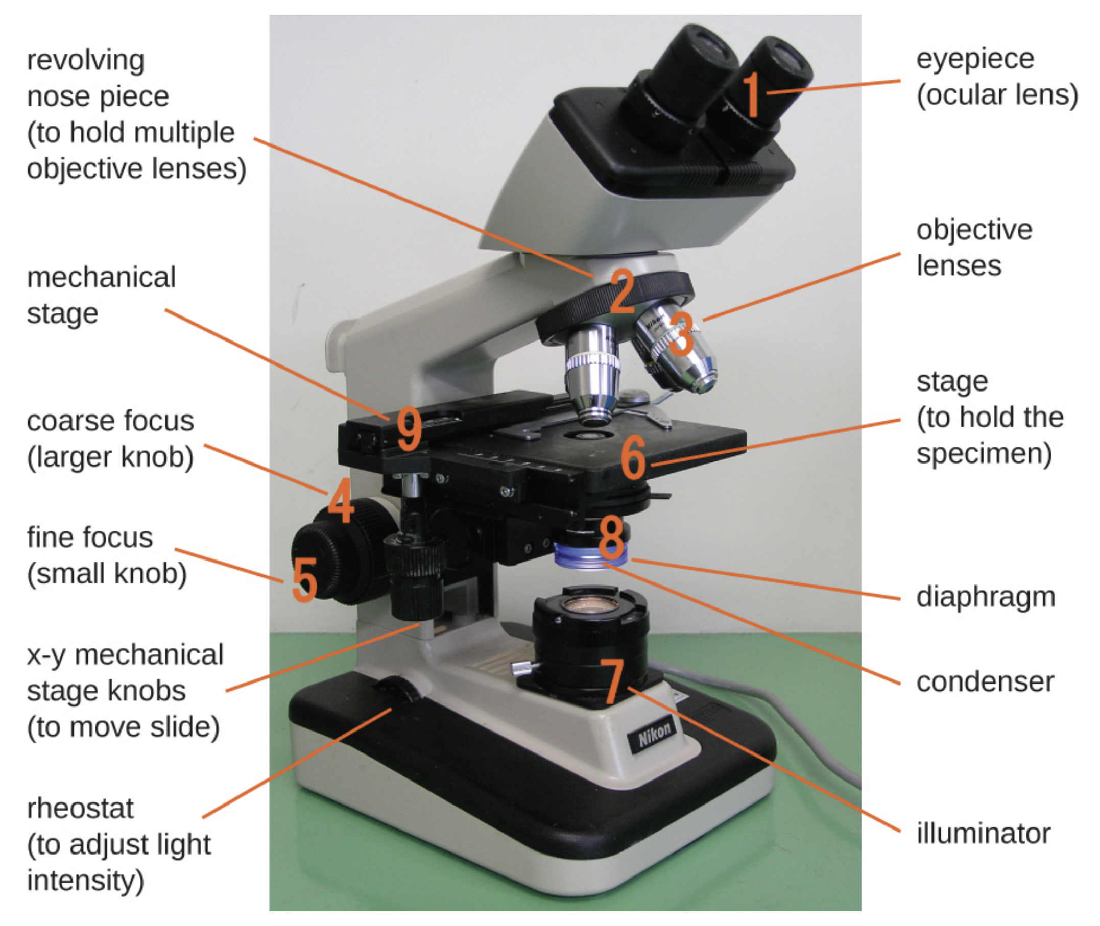 A photo of a microscope is shown. The base contains a light source (the illuminator, #7) and a knob to adjust light intensity (rheostat). Attached at one end of the base is an arm with a stage (#9) to hold the specimen projecting out halfway up the arm. The center of the stage has an opening to allow light from the illuminator through. Below this opening are the diaphragm and condenser (#8). Above this opening are four lenses (objective lenses, #3) on a revolving nose piece (#2) that holds multiple objectives. Above the objective lenses are two eyepieces (#1) called ocular lenses. Attached to the bottom of the stage are two knobs for moving the slide (x-y mechanical stage knobs). On the arm below the stage are 2 knobs for focusing the image. The larger knob (#4) is the coarse focus, and the smaller knob (#5) is the fine focus.