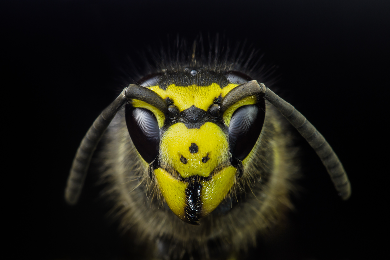 Head of a yellow jacket viewed with Stereo Microscope.