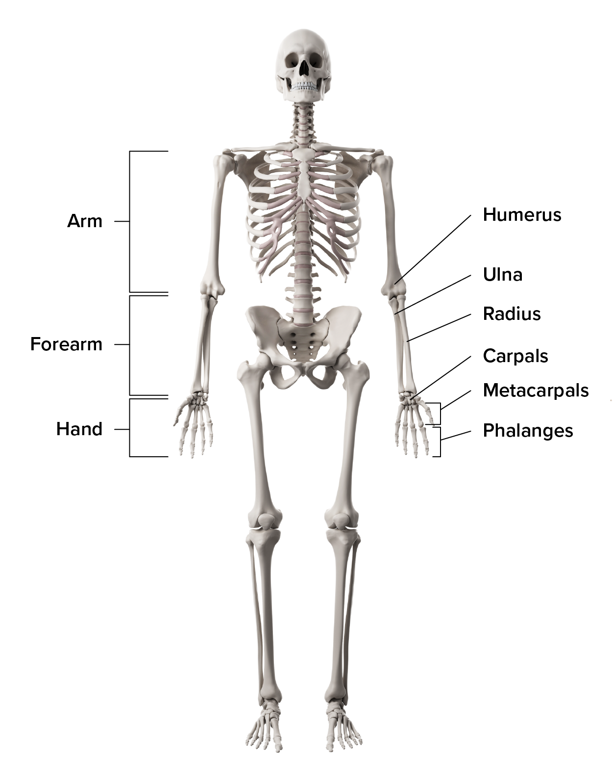 This diagram shows the bones of the arm