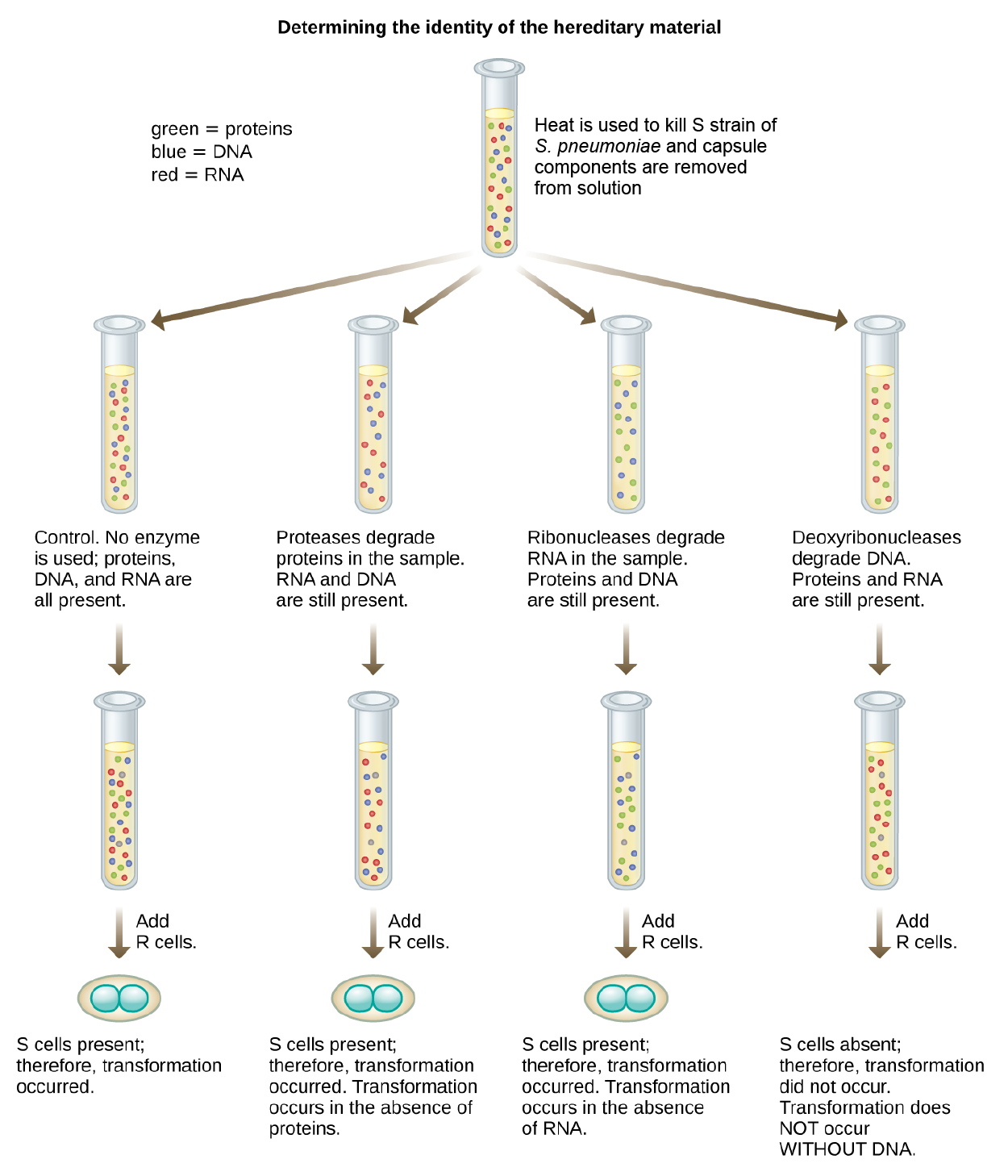 Genetic Discovery and the Role of Microbes Tutorial | Sophia Learning