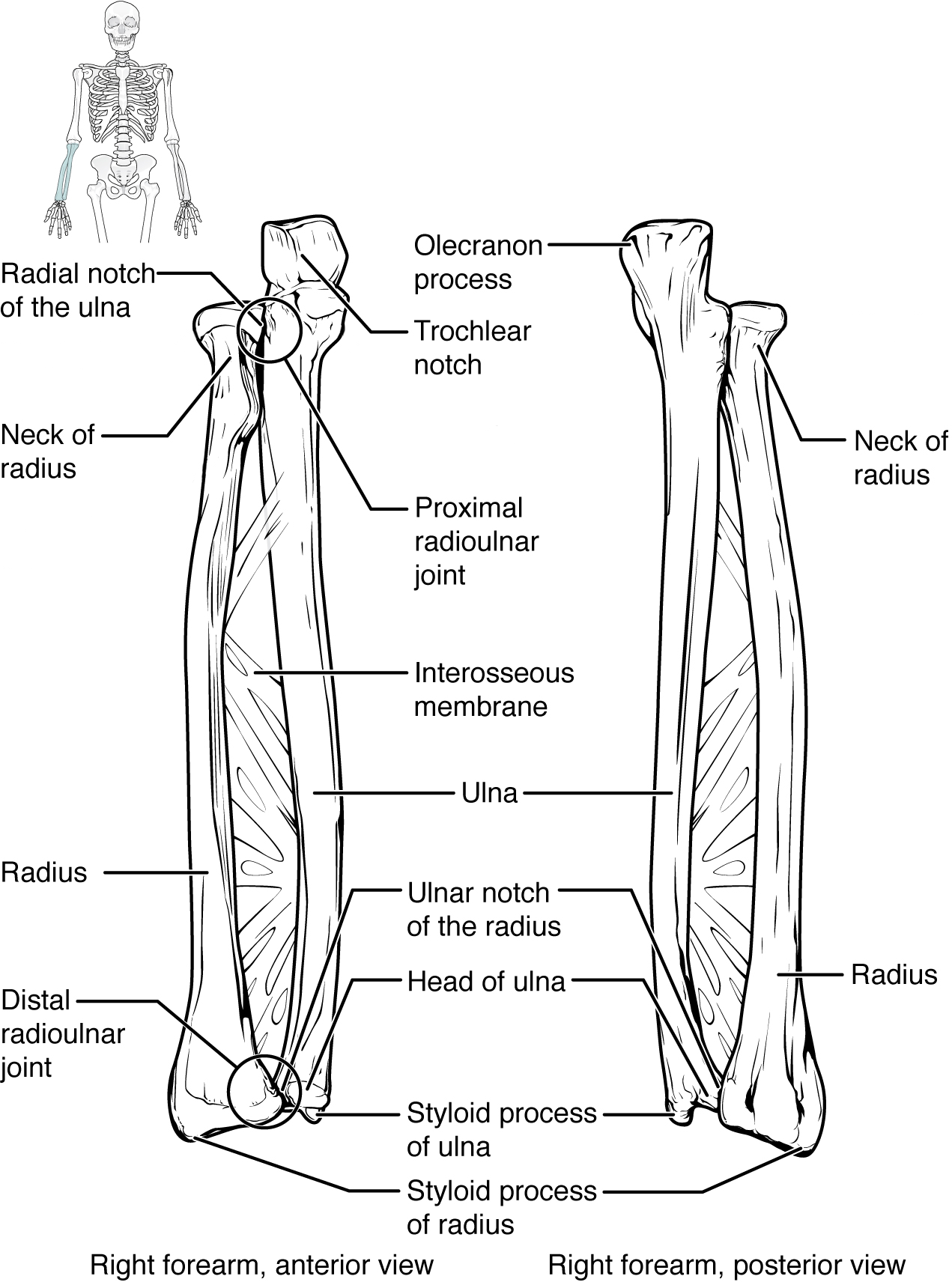 This figure shows the bones of the lower arm.