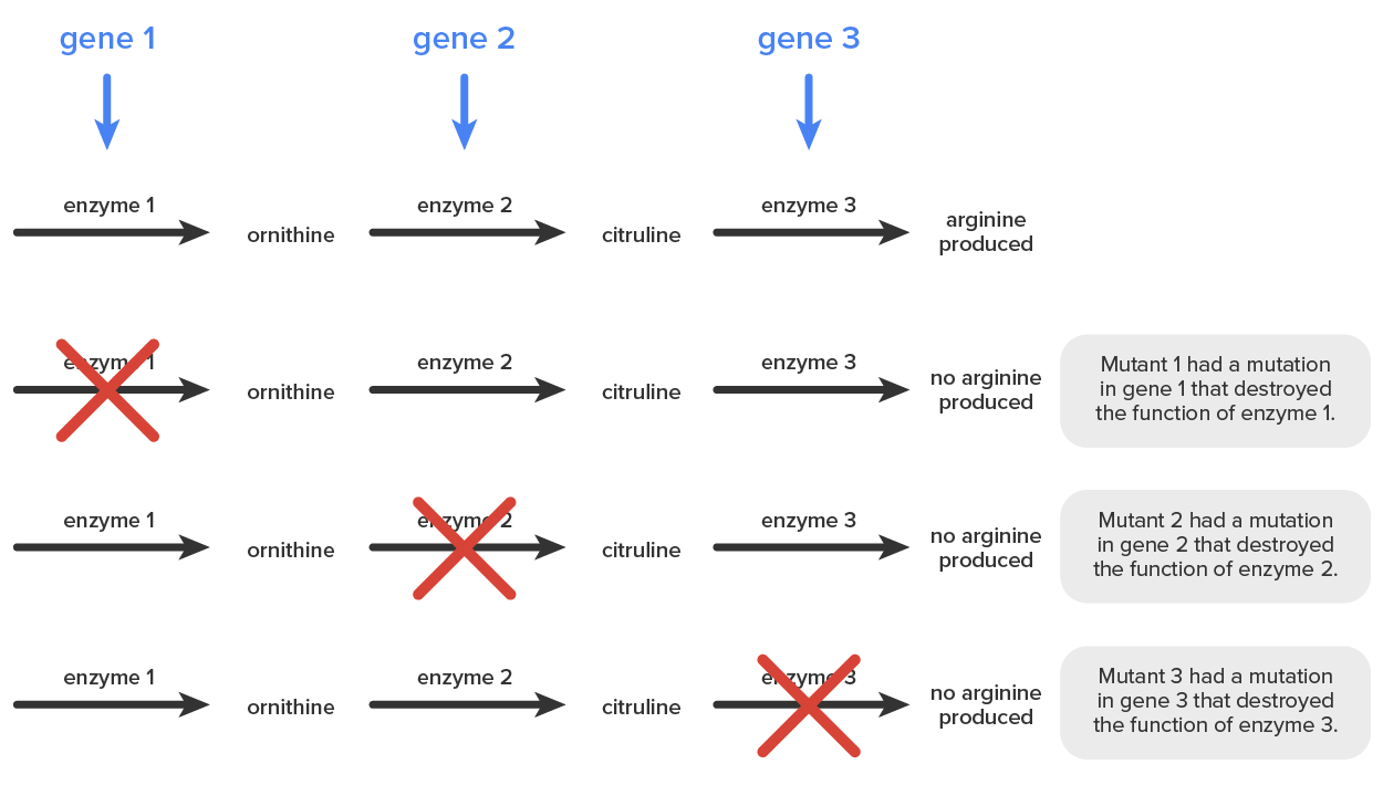 Genetic Discovery and the Role of Microbes Tutorial | Sophia Learning