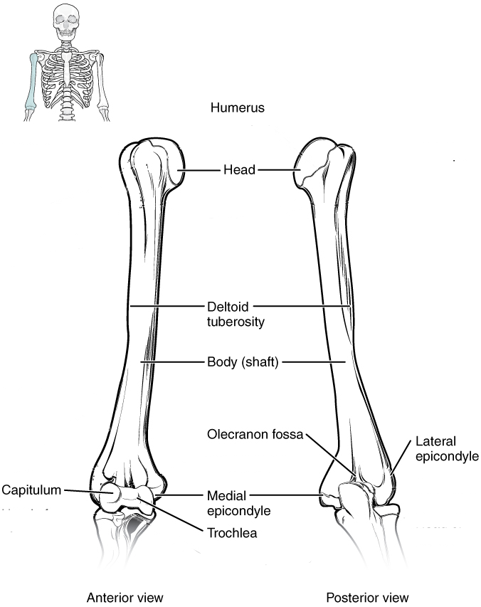 This diagram shows the bones of the upper arm and the elbow joint. The left panel shows the anterior view, and the right panel shows the posterior view.