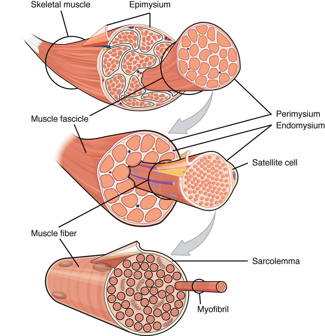This figure shows the structure of muscle fibers. The top panel shows a skeleton muscle fiber and a magnified view of the muscle fascicles is shown. The middle panel shows a magnified view of the muscle fascicles with the muscle fibers, perimysium, and endomysium. The bottom panel shows the structure of the muscle fiber with the sarcolemma highlighted.