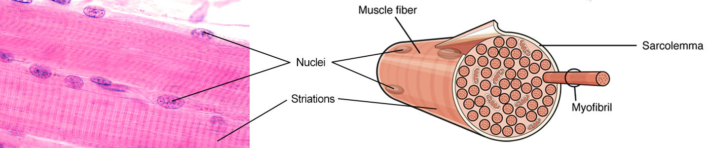 This figure shows a micrograph and a diagram of skeletal muscle fibers. Striations and nuclei are labeled and the individual unit of the muscle fiber, the myofibril, is identified. The structure of the myofibril is shown to be the source of the striations.
