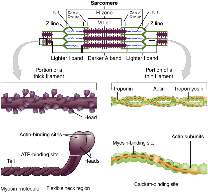 This figure shows the structure of thick and thin filaments. On the top of the image, a sarcomere is shown with the H zone, Z line, and M lines labeled. To the right of the bottom panel, the structure of the thick filament is shown in detail. To the left of the bottom panel, the structure of a thin filament is shown in detail.