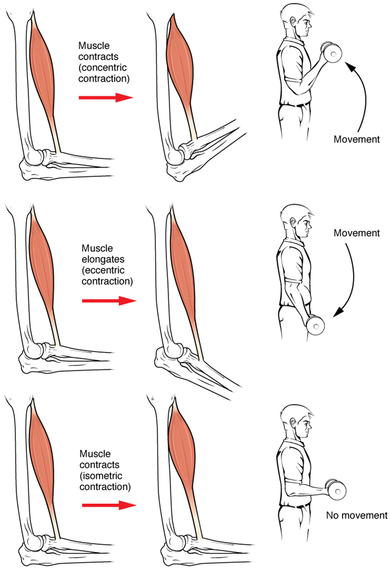 Contraction Panel Muscle Contractions Tutorial | Sophia Learning