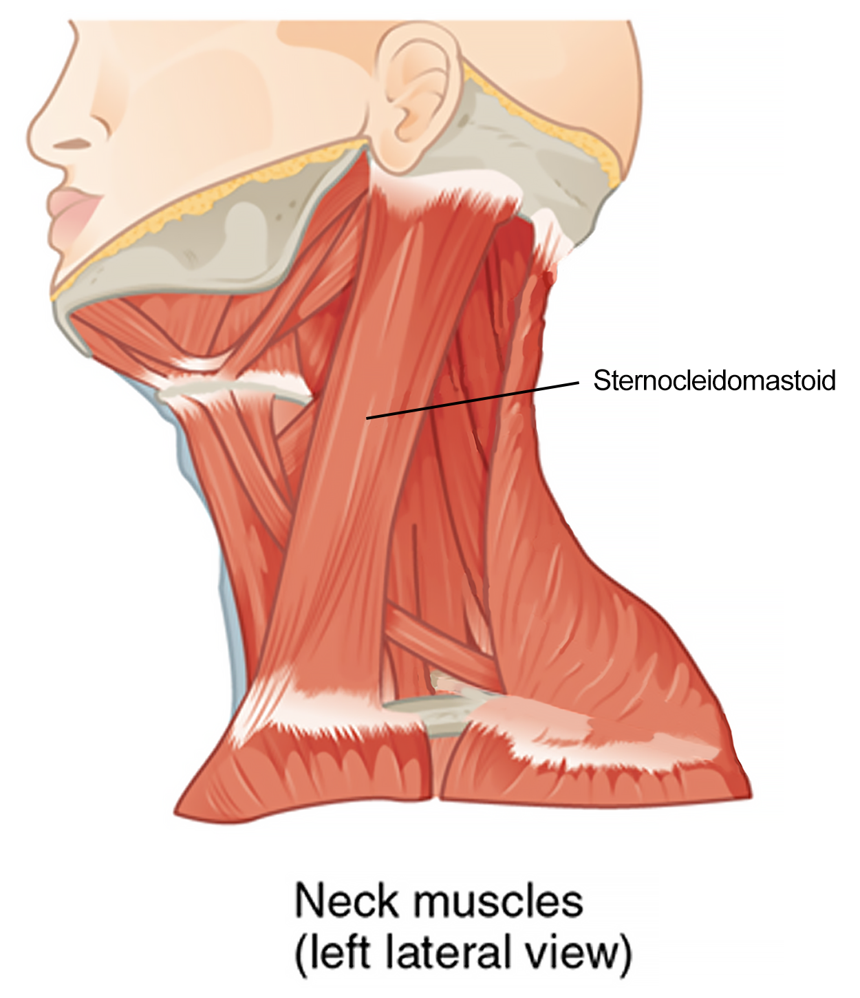 Axial Muscles of the Neck and Back Tutorial | Sophia Learning