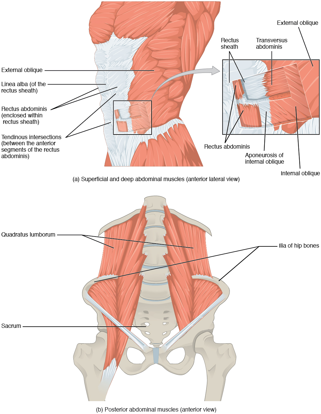 Muscles of the Abdomen - (a) The anterior abdominal muscles include the medially located rectus abdominis, which is covered by a sheet of connective tissue called the rectus sheath. On the flanks of the body, medial to the rectus abdominis, the abdominal wall is composed of three layers. The external oblique muscles form the superficial layer, while the internal oblique muscles form the middle layer, and the transversus abdominis form the deepest layer. (b) The muscles of the lower back move the lumbar spine but also assist in femur movements. The top panel shows the lateral view of the superficial and deep abdominal muscles. The bottom panel shows the anterior view of the posterior abdominal muscles.