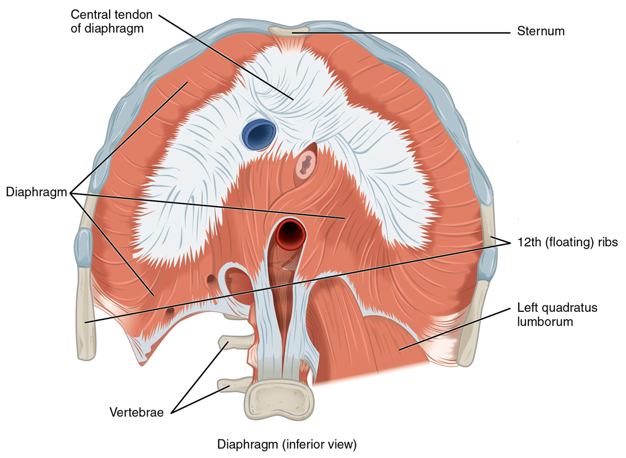 Muscles of the Diaphragm - The diaphragm separates the thoracic and abdominal cavities. This figure shows the inferior view of the diaphragm with the major parts labeled.