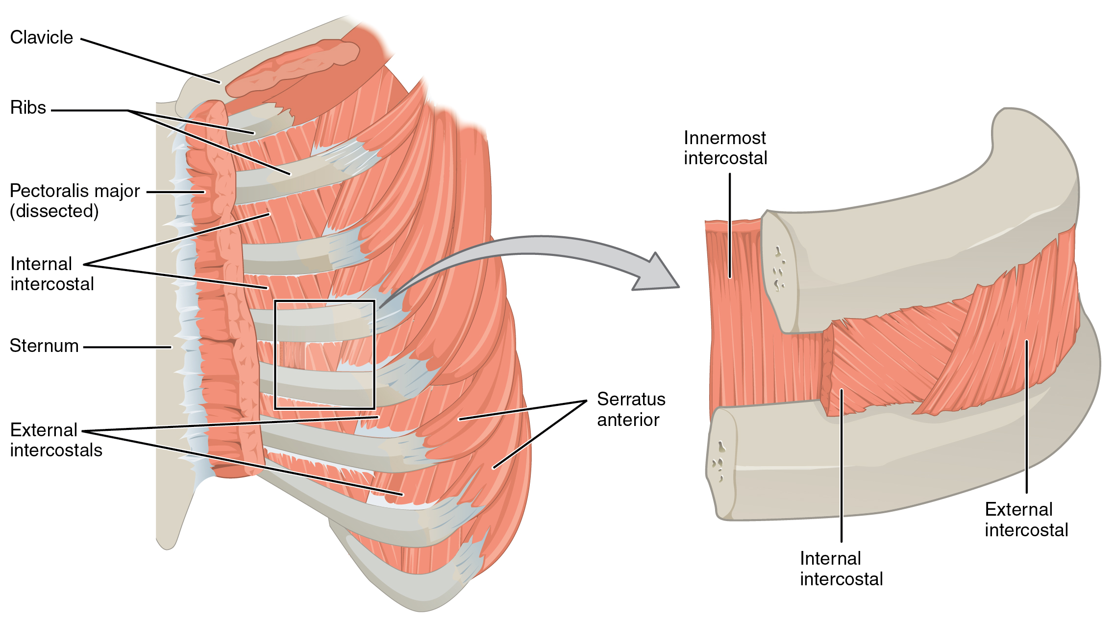 Intercostal Muscles - The external intercostals are located laterally on the sides of the body. The internal intercostals are located medially near the sternum. The innermost intercostals are located deep to both the internal and external intercostals. This figure shows the muscles in the thorax. The left panel shows the ribs, the major bones, and the muscles connecting them. The right panel shows a magnified view of the sternum and labels the muscles.