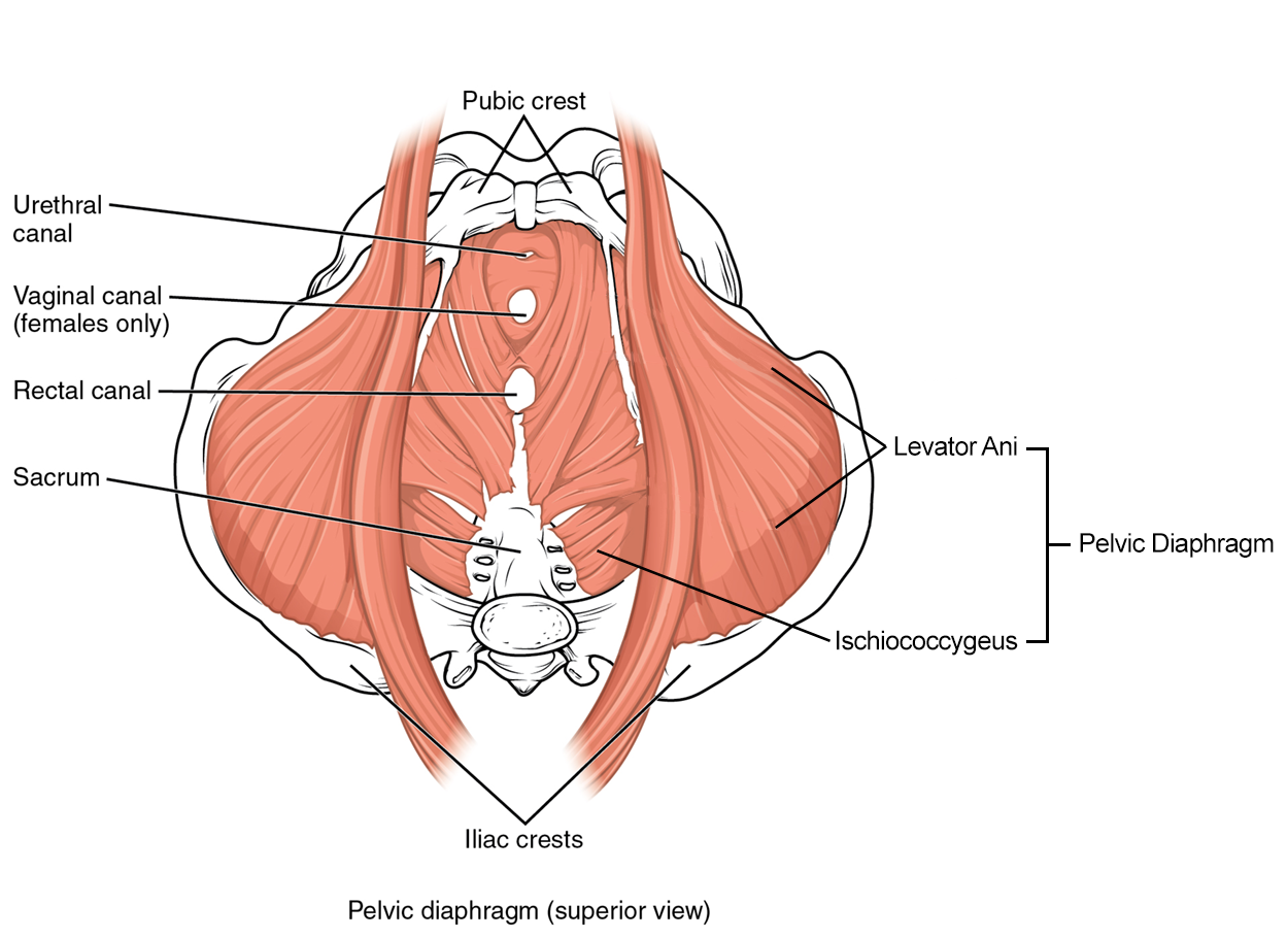 Muscles of the Pelvic Floor - The pelvic floor muscles support the pelvic organs, resist intra-abdominal pressure, and work as sphincters for the urethra, rectum, and vagina. This image shows the superior view of the pelvic diaphragm.