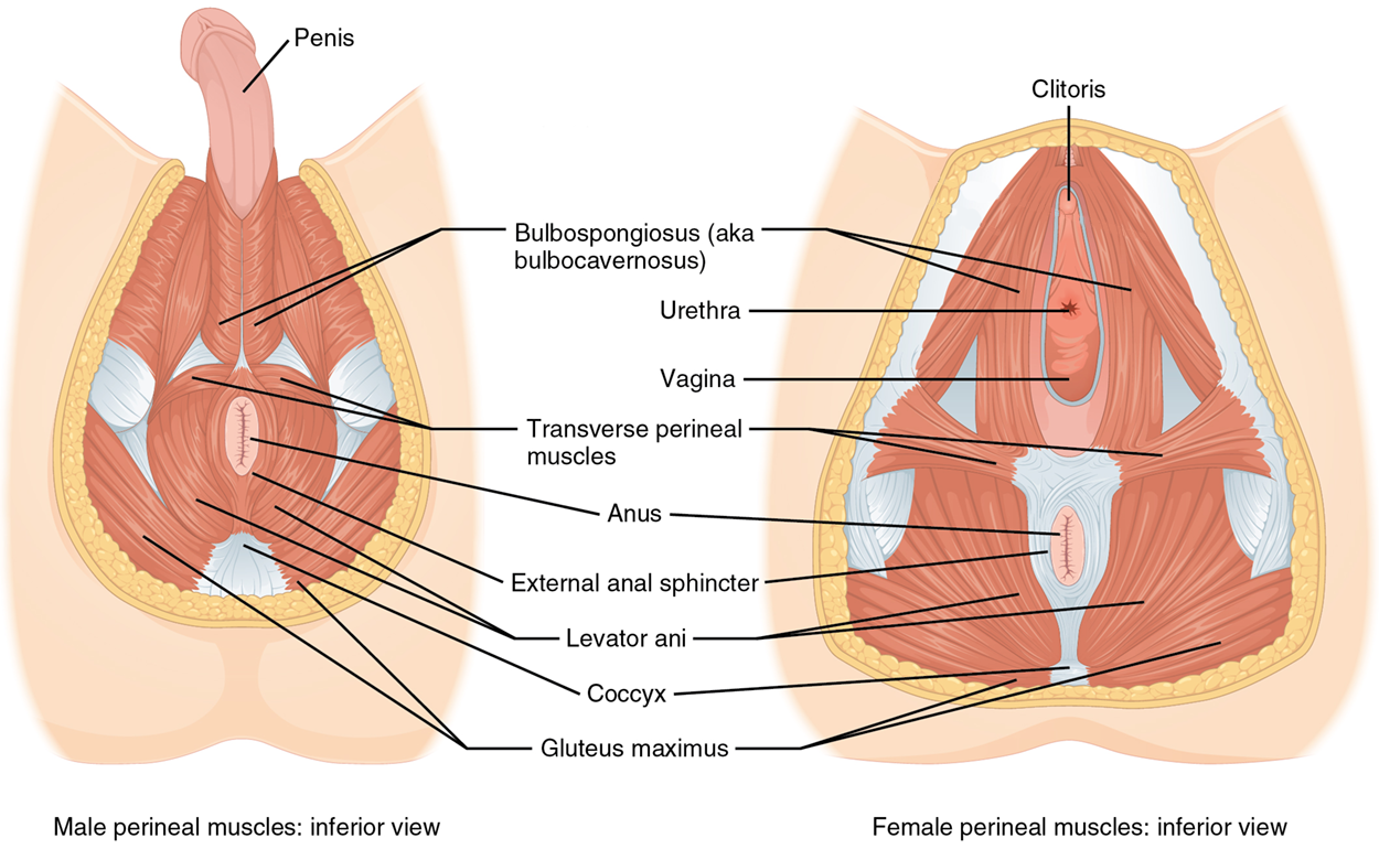 Muscles of the Perineum - The perineum muscles play roles in urination in both sexes, ejaculation in males, and vaginal contraction in females. The left panel shows the muscles of the perineum in the male, and the right panel shows the muscles of the perineum in the female.