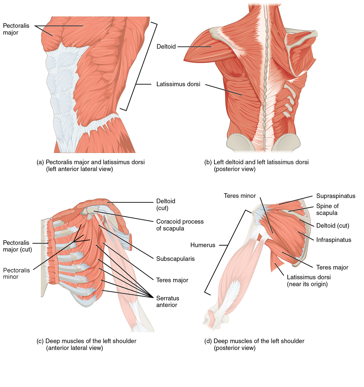 The top left panel shows the lateral view of the pectoral and back muscles. The top right panel shows the posterior view of the right deltoid and the left back muscle. The bottom left panel shows the anterior view of the deep muscles of the left shoulder, and the bottom right panel shows the deep muscles of the left shoulder.