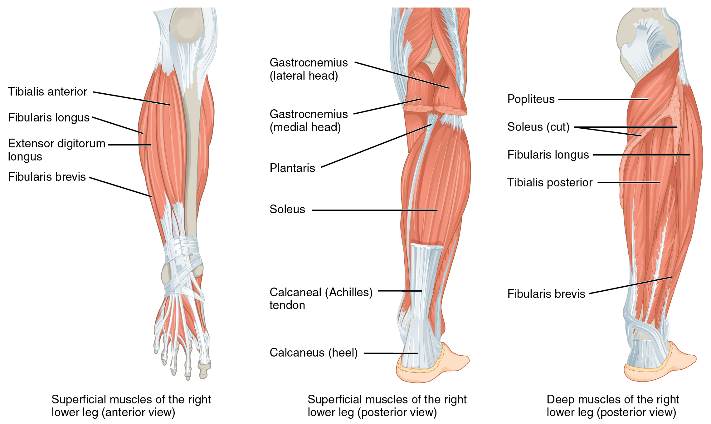 Appendicular Muscles of the Lower Leg Tutorial | Sophia Learning