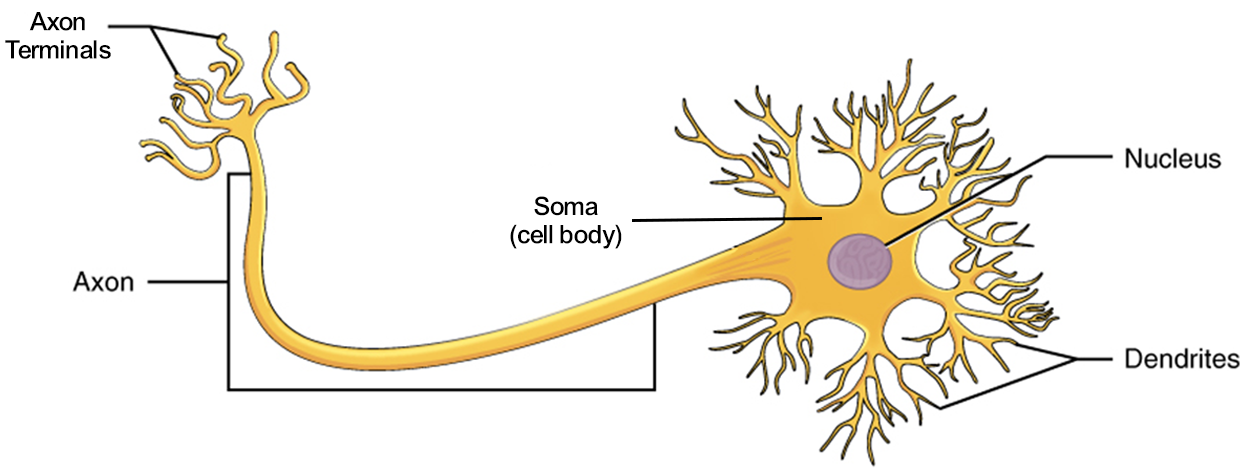 Image shows a generic neuron. The soma, or cell body, is the largest structure with dendrites branching out in all directions. The axon extends away from the soma like a long tentacle until it too branches at the axon terminals.