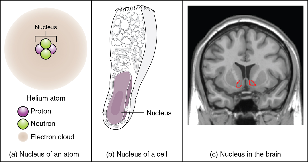 This figure shows two diagrams and a photo, labeled A, B, and C. Image A shows an atom composed of two neutrons and two protons surrounded by a hazy electron cloud. The nucleus of the atom is where the protons and neutrons are located. Image B shows a trumpet-shaped cell with a large, oval nucleus near its narrow end. This is the nucleus of a cell. Image C shows an MRI capture of the brain. Two red areas near the center of the brain are highlighted in red. These are the nuclei within the brain.