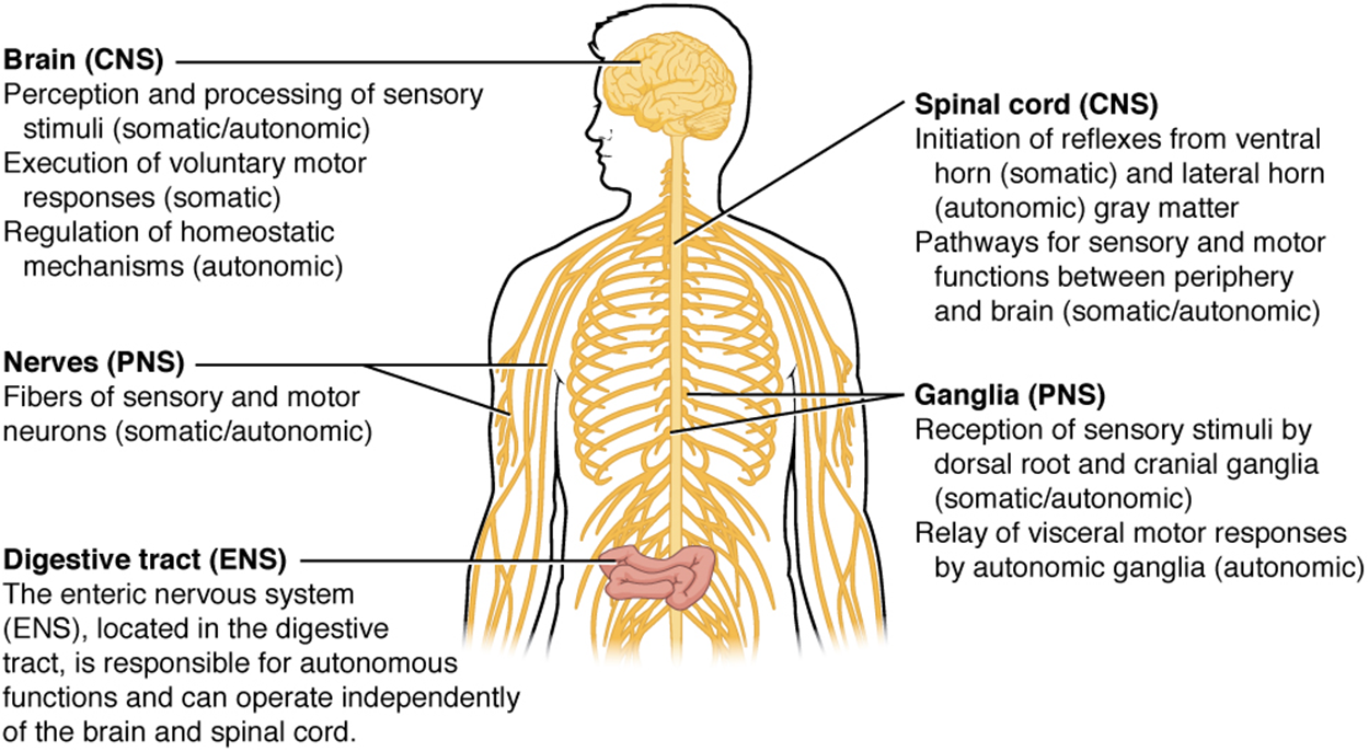 This illustration shows a silhouette of a human with only the brain, spinal cord, PNS ganglia, nerves, and a section of the digestive tract visible. The brain, which is part of the CNS, is the area of perception and processing of sensory stimuli (somatic/autonomic), the execution of voluntary motor responses (somatic), and the regulation of homeostatic mechanisms (autonomic). The spinal cord, which is part of the CNS, is the area where reflexes are initiated. The gray matter of the ventral horn initiates somatic reflexes while the gray matter of the lateral horn initiates autonomic reflexes. The spinal cord is also the somatic and autonomic pathway for sensory and motor functions between the PNS and the brain. The nerves, which are part of the PNS, are the fibers of sensory and motor neurons, which can be either somatic or autonomic. The ganglia, which are part of the PNS, are the areas for the reception of somatic and autonomic sensory stimuli. These are received by the dorsal root ganglia and cranial ganglia. The autonomic ganglia are also the relay for visceral motor responses. The digestive tract is part of the enteric nervous system, the ENS, which is located in the digestive tract and is responsible for the autonomous function. The ENS can operate independently of the brain and spinal cord.