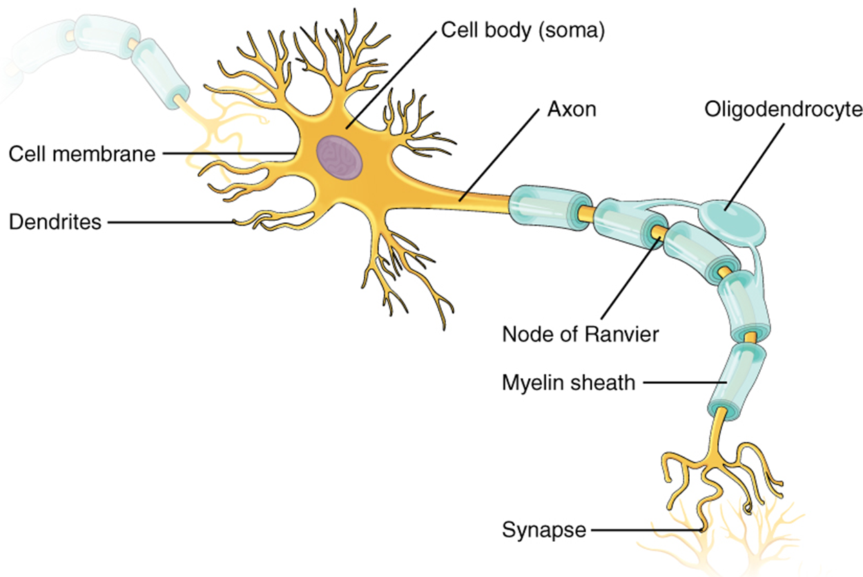 This illustration shows the anatomy of a neuron. The neuron has a very irregular cell body (soma) containing a purple nucleus. There are six projections protruding from the top, bottom, and left sides of the cell body. Each of the projections branches many times, forming small, tree-shaped structures protruding from the cell body. The right side of the cell body tapers into a long cord called the axon. The axon is insulated by segments of myelin sheath, which resemble a semitransparent toilet paper roll wound around the axon. The myelin sheath is not continuous but is separated into equally spaced segments. The bare axon segments between the sheath segments are called nodes of Ranvier. An oligodendrocyte is reaching its two arm-like projections onto two myelin sheath segments. The axon branches many times at its end, where it connects to the dendrites of another neuron. Each connection between an axon branch and a dendrite is called a synapse. The cell membrane completely surrounds the cell body, dendrites, and axon. The axon of another nerve is seen in the upper left of the diagram connecting with the dendrites of the central neuron.