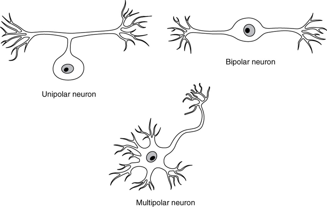 Three illustrations show some of the possible shapes that neurons can take. In the unipolar neuron, the dendrite enters from the left and merges with the axon into a common pathway, which is connected to the cell body. The axon leaves the cell body through the common pathway, the branches off to the right, in the opposite direction as the dendrite. Therefore, this neuron is T shaped. In the bipolar neuron, the dendrite enters into the left side of the cell body while the axon emerges from the opposite (right) side. In a multipolar neuron, multiple dendrites enter the cell body. The only part of the cell body that does not have dendrites is the part that elongates into the axon.