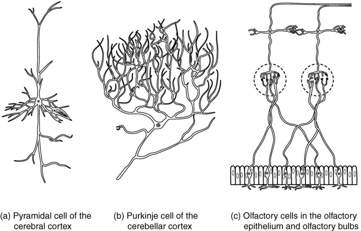 This diagram contains three black and white drawings of more specialized nerve cells. Part A shows a pyramidal cell of the cerebral cortex, which has two, long, nerve tracts attached to the top and bottom of the cell body. However, the cell body also has many shorter dendrites projecting out a short distance from the cell body. Part B shows a Purkinje cell of the cerebellar cortex. This cell has a single, long, nerve tract entering the bottom of the cell body. Two large nerve tracts leave the top of the cell body but immediately branch many times to form a large web of nerve fibers. Therefore, the purkinje cell somewhat resembles a shrub or coral in shape. Part C shows the olfactory cells in the olfactory epithelium and olfactory bulbs. It contains several cell groups linked together. At the bottom, there is a row of olfactory epithelial cells that are tightly packed, side-by-side, somewhat resembling the slats on a fence. There are six neurons embedded in this epithelium. Each neuron connects to the epithelium through branching nerve fibers projecting from the bottom of their cell bodies. A single nerve fiber projects from the top of each neuron and synapses with nerve fibers from the neurons above. These upper neurons are cross-shaped, with one nerve fiber projecting from the bottom, top, right, and left sides. The upper cells synapse with the epithelial nerve cells using the nerve tract projecting from the bottom of their cell body. The nerve tract projecting from the top continues the pathway, making a ninety-degree turn to the right and continuing to the right border of the image.