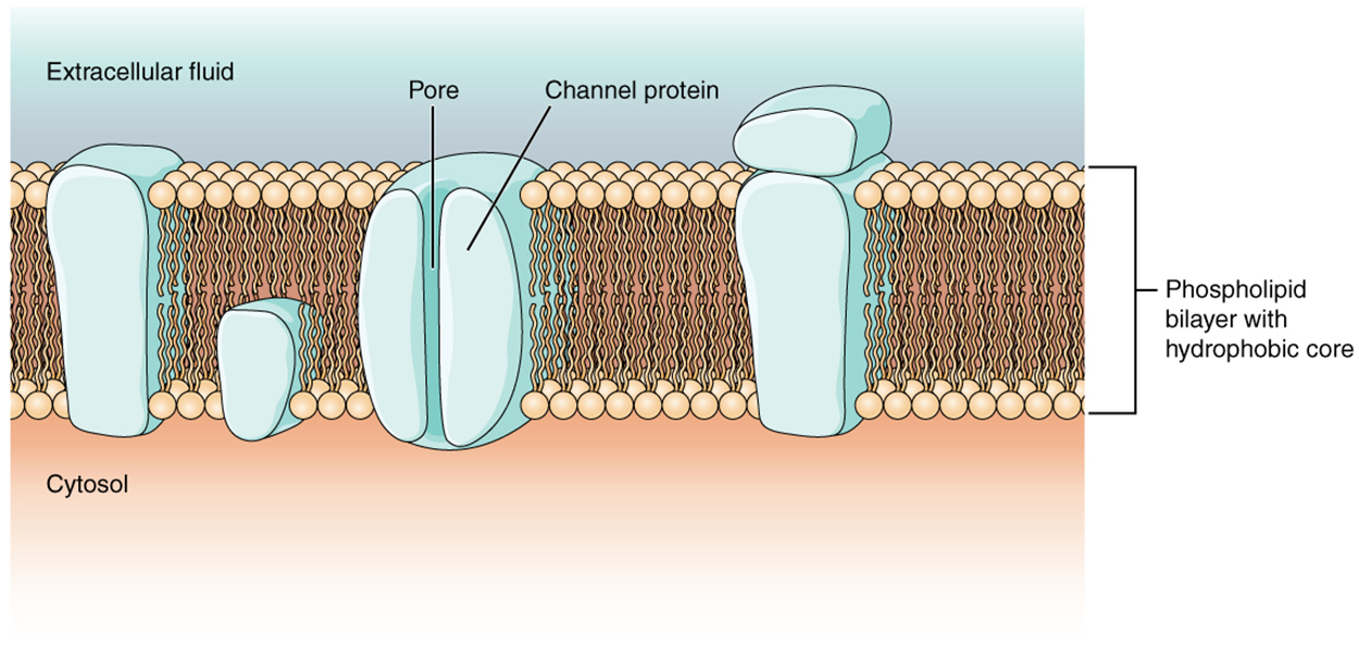 This diagram shows a cross-section of a cell membrane. The cell membrane proteins are large, blocky objects. Peripheral proteins are not embedded in the phospholipid bilayer. The peripheral protein shown here is attached to the outside surface of another protein on the extracellular fluid side. Integral proteins are embedded between the phospholipids of the cell membrane. The transmembrane integral protein extends through both phospholipids layers. The opposite ends of this protein project into the cytosol and the extracellular fluid. A second, smaller integral protein only extends into the inner phospholipid layer. Its opposite end projects into the cytosol. This second protein is, therefore, not a transmembrane protein. The channel protein is cylinder shaped with a hollow internal tube labeled the pore. The sides of the channel protein can bulge inward to close the pore.