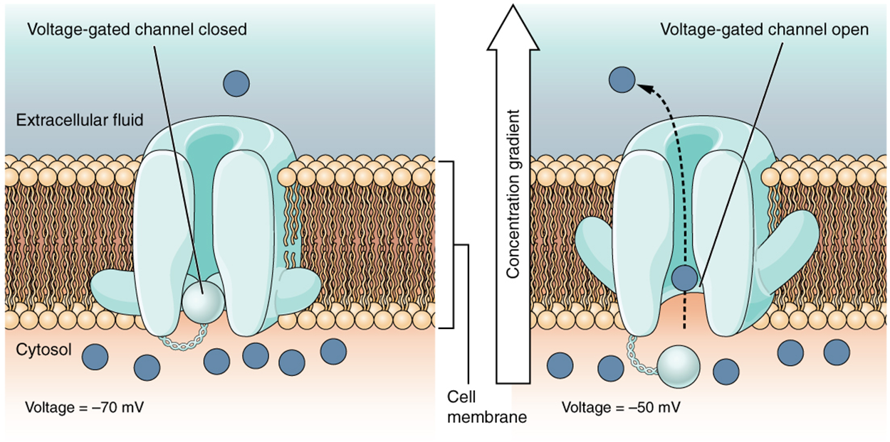 This is a two-part diagram. Both diagrams show a voltage-gated channel embedded in the lipid membrane bilayer. The channel contains a sphere-shaped gate that is attached to a filament. In the first diagram, there are several ions in the cytosol but only one ion in the extracellular fluid. The voltage across the membrane is currently minus seventy millivolts and the voltage-gated channel is closed. In the second diagram, the voltage in the cytosol is minus fifty millivolts. This voltage change has caused the voltage-gated channel to open, as the small sphere is no longer occluding the channel. One of the ions is moving through the channel, down its concentration gradient, and out into the extracellular fluid.