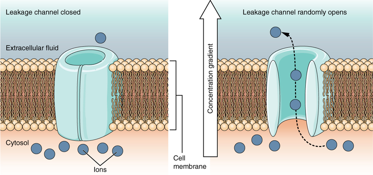 This is a two-part diagram. Both diagrams show a leakage channel embedded in the lipid membrane bilayer. The leakage channel is cylindrical with a large, central opening. In the first diagram, there are several ions in the cytosol but only one ion in the extracellular fluid. No ions are moving through the leakage channel because the channel is closed. In the second diagram, the leakage channel randomly opens, allowing two ions to travel through the channel, down their concentration gradient, and out into the extracellular fluid.