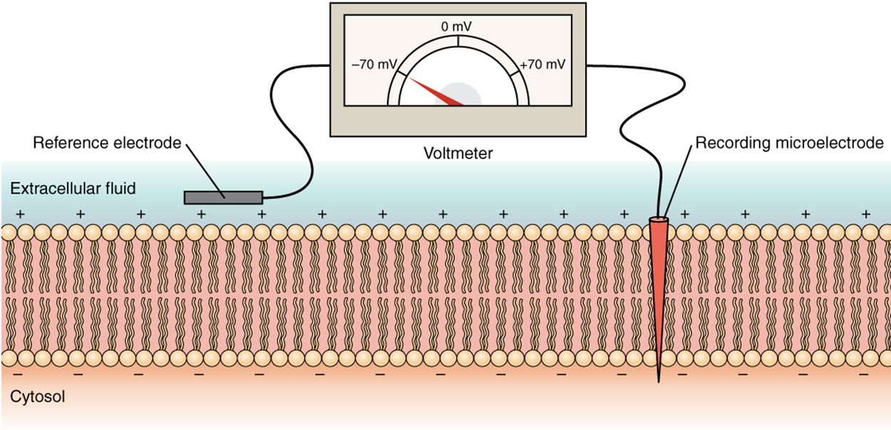 This diagram shows a cross-section of a cell membrane. The extracellular fluid side of the cell membrane is positively charged while the cytosol side of the membrane is negatively charged. There is a microelectrode embedded in the cell membrane. The microelectrode is attached to a voltmeter, which also has a reference electrode on the extracellular fluid side. The readout of the voltmeter is negative 70 millivolts.