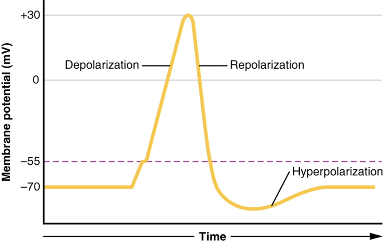 This graph has membrane potential, in millivolts, on the X axis, ranging from negative 70 to positive thirty. Time is on the X-axis. The plot line starts steadily at negative seventy and then increases to negative 55 millivolts. The plot line then increases quickly, peaking at positive thirty. This is the depolarization phase. The plot line then quickly drops back to negative seventy millivolts. This is the repolarization phase. The plot line continues to drop but then gradually increases back to negative seventy millivolts. The area where the plot line is below negative seventy millivolts is the hyperpolarization phase.