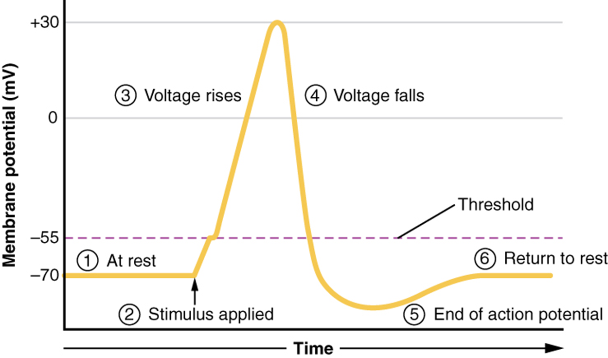 This graph has membrane potential, in millivolts, on the X axis, ranging from negative 70 to positive thirty. Time is on the X-axis. In step one, which is labeled at rest, the plot line is steady at negative seventy millivolts. In step 2, a stimulus is applied, causing the plot line to increase to positive 30 millivolts. The curve sharply increases at step three, labeled voltage rises. After peaking at positive thirty, the plot line then quickly drops back to negative 70. This is the fourth step, labeled voltage falls. The plot line continues to drop below negative 70 and this is step 5, labeled end of action potential. Finally, the plot line gradually increases back to negative seventy millivolts, which is step 6, labeled return to rest.