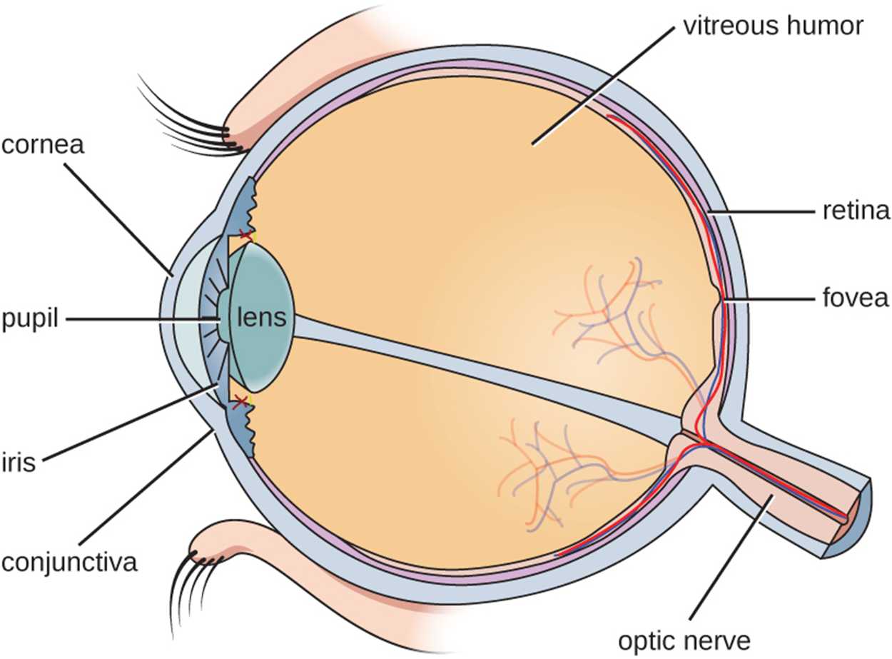 Thv Eye Infections of the Eye Tutorial | Sophia Learning