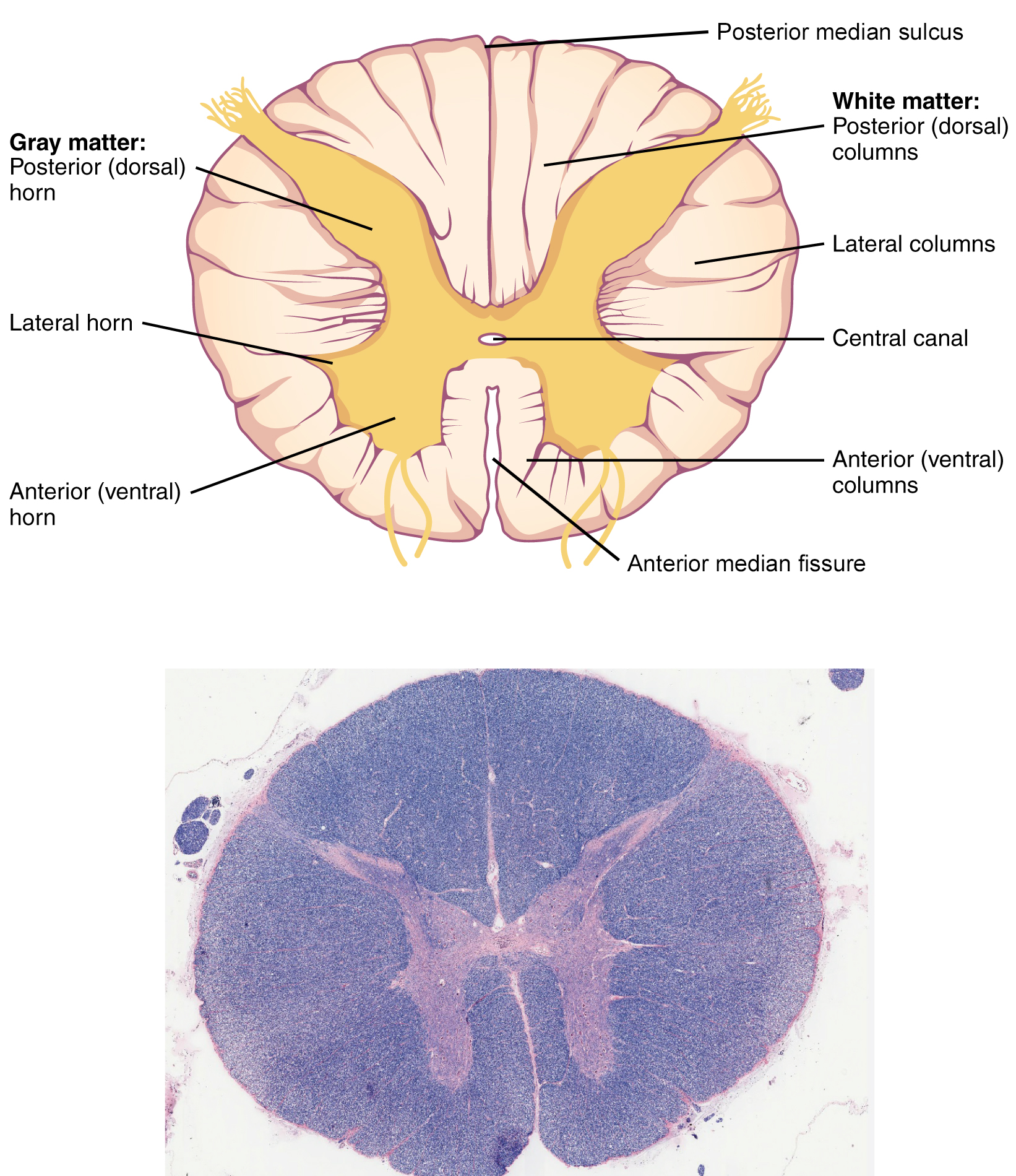This figure shows the cross-section of the spinal cord. The top panel shows a diagram of the cross-section and the major parts are labeled. The bottom panel shows an ultrasound image of the spinal cord cross-section.