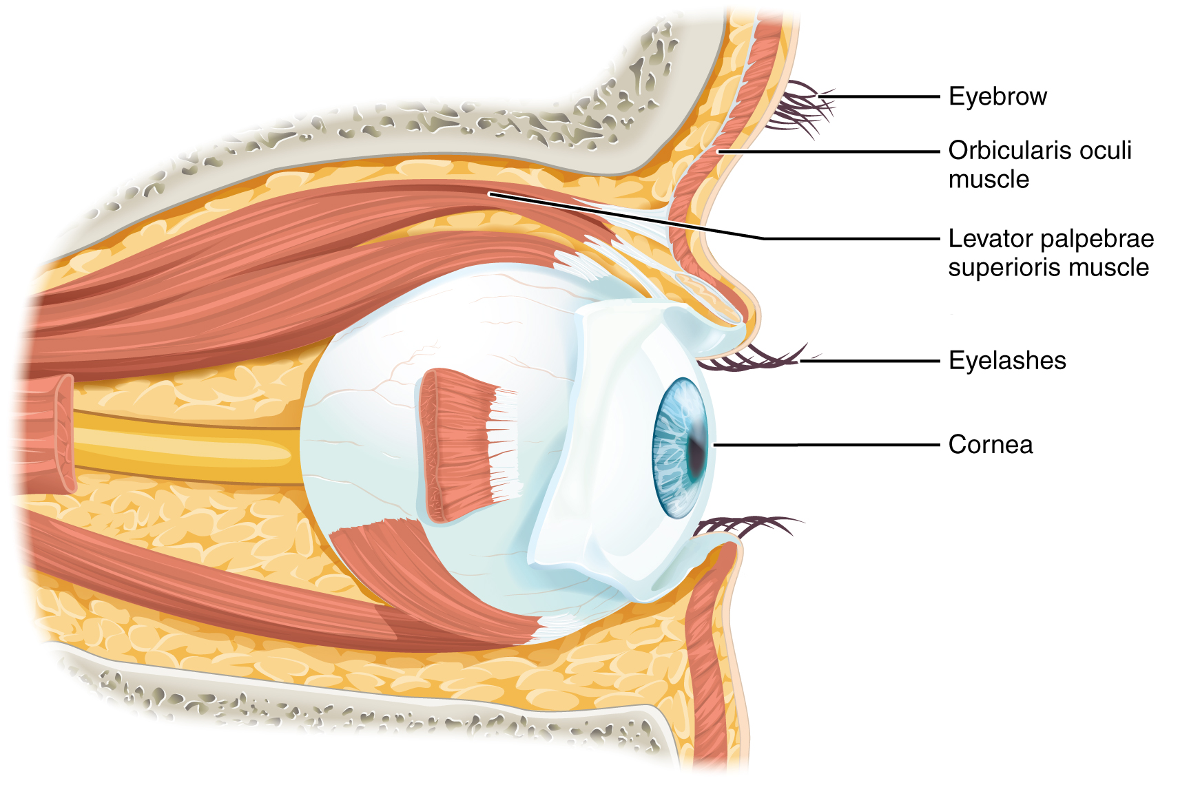 This diagram shows the lateral view of the eye. The major parts are labeled.