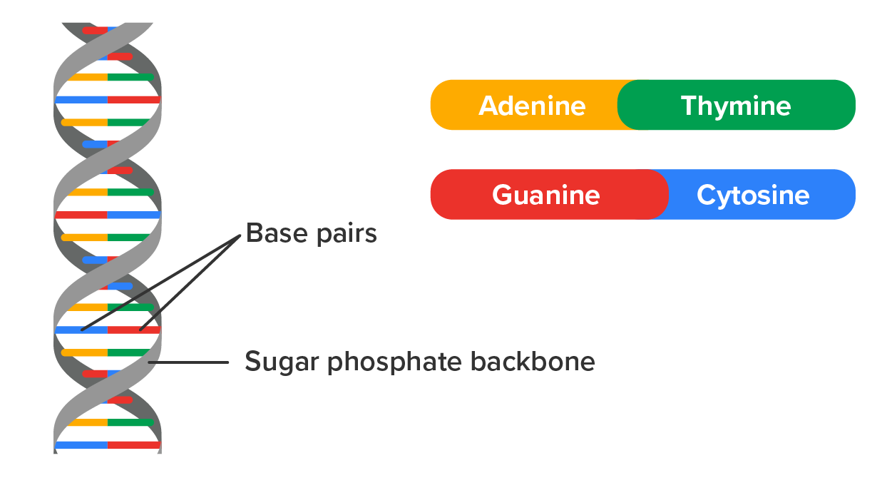 Deoxyribonucleic acid (DNA) is a helix-shaped molecule made up of nucleotide base pairs. Sequences of DNA make up genes. Image of a DNA strand. On the left of the image shows the DNA strand that points out the sugar phosphate backbone, and the base pairs. There is a key on the right that shows the colors of guanine, cytosine, thymine, and adenine.