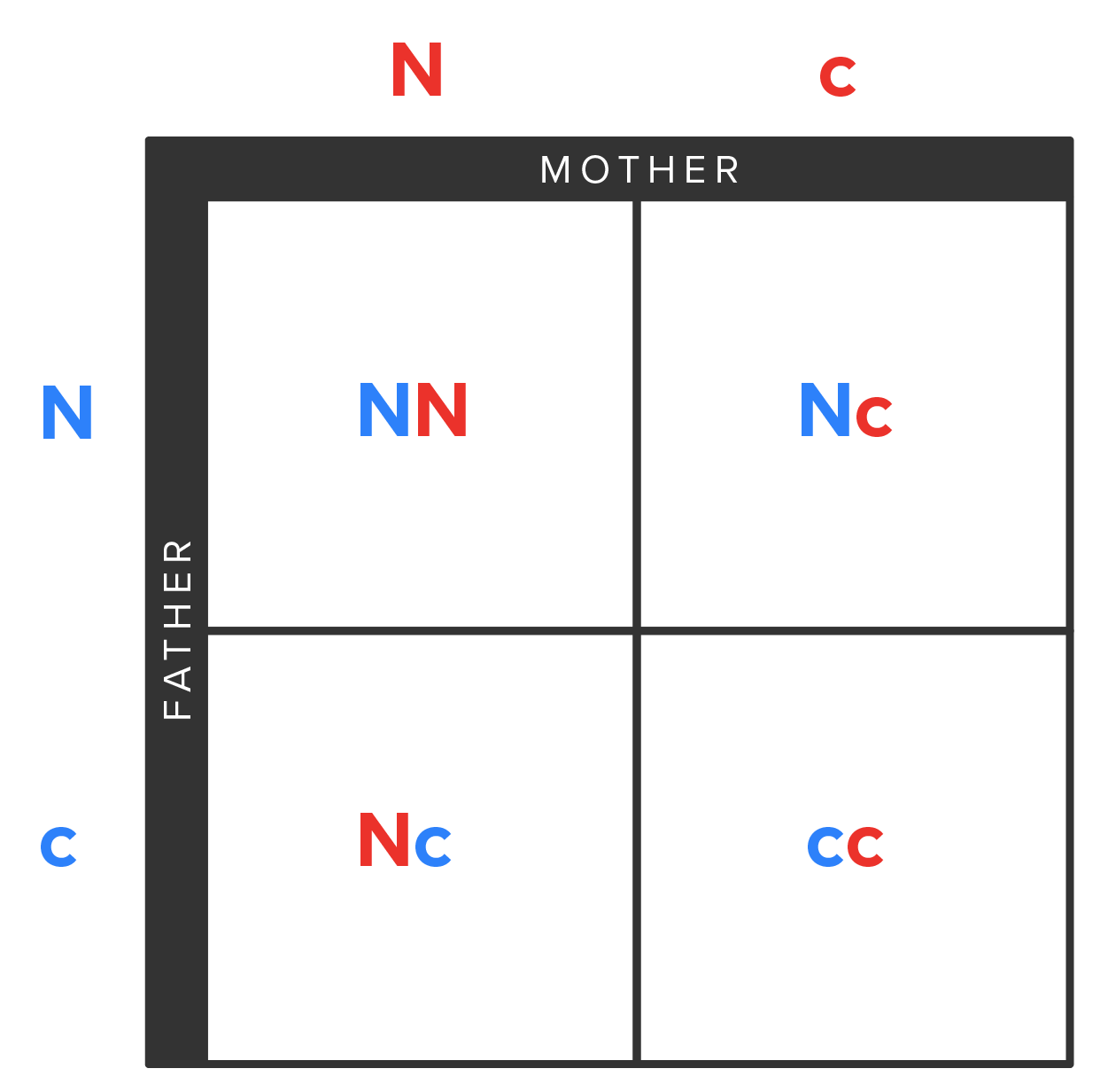 A two row and two column grid with four cells. The vertical columns apply to the Mother and the horizontal rows apply to the Father. The labels for the Mother’s columns and the Father’s rows are capital “N” representing the dominant allele, and lowercase “c” representing the recessive allele. The table illustrates that in the example of cystic fibrosis, where “N” is the normal gene (dominant allele), you can expect a cystic fibrosis phenotype only when there are two copies of the “c” (recessive allele), which contains the gene mutation that causes the disease.