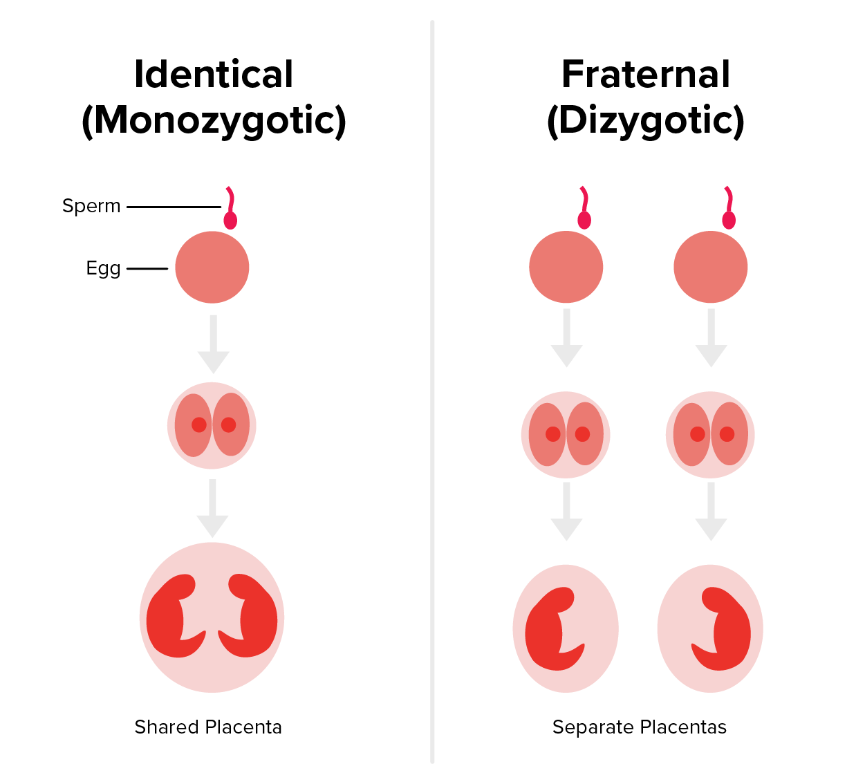 A diagram showing that identical twins come from one egg dividing, then having a shared placenta, and that fraternal twins come from separate eggs, each with its own placenta.