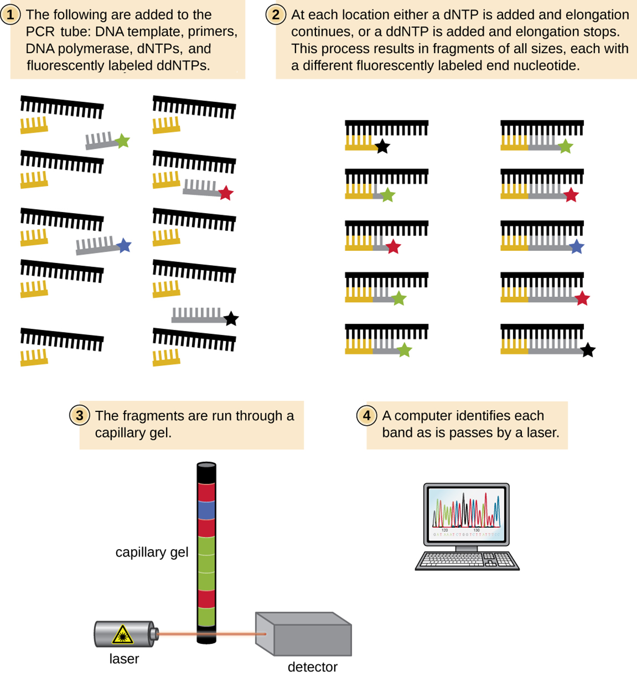 A diagram summarizing the Sanger method. 1 – The following are added to the PCR tube: DNA template, primers, DNA polymerase, dNTPs, and fluorescently labeled ddNTPs. 2 – At each base in the DNA template, either a dNTP is added and elongation continues or a ddNTP is added and elongation stops. This process results in fragments of all sizes, each with a different fluorescently labeled end nucleotide. 3 – The fragments are run through a capillary gel and detected by a laser. A computer identifies each band as it passes by a laser.