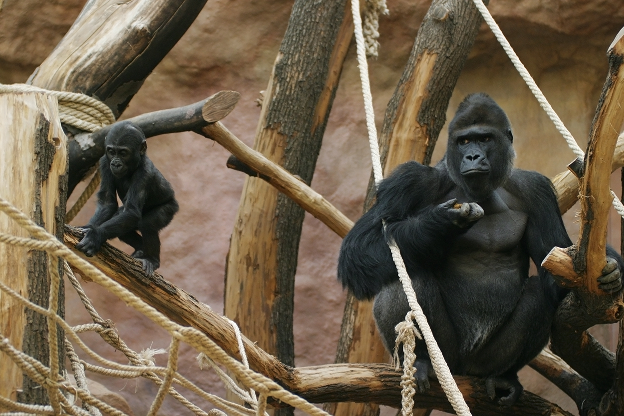 An image of an adult and infant lowland gorilla sitting on tree branches.