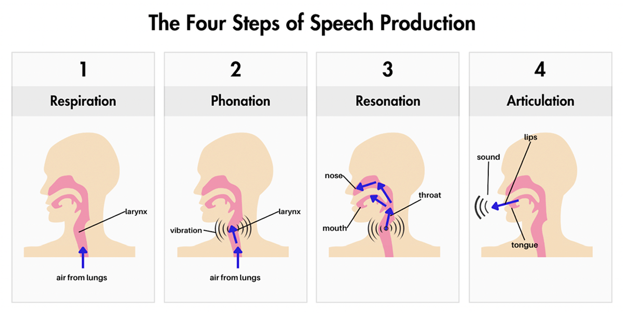 A diagram of the four steps of speech production. In step 1, respiration, air moves from the lungs toward the larynx. In step 2, phonation, air moves into the larynx and creates vibration. In step 3, resonation, air moves into the nose, mouth, and throat. In step 4, air is shaped by the lips, tongue, and teeth, creating sound that exits the mouth.