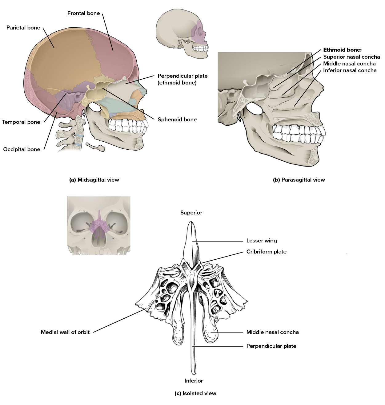 Diagram shows midsagittal and parasagittal views of the skull. Close up diagram and labeling of the Ethmoid bone.