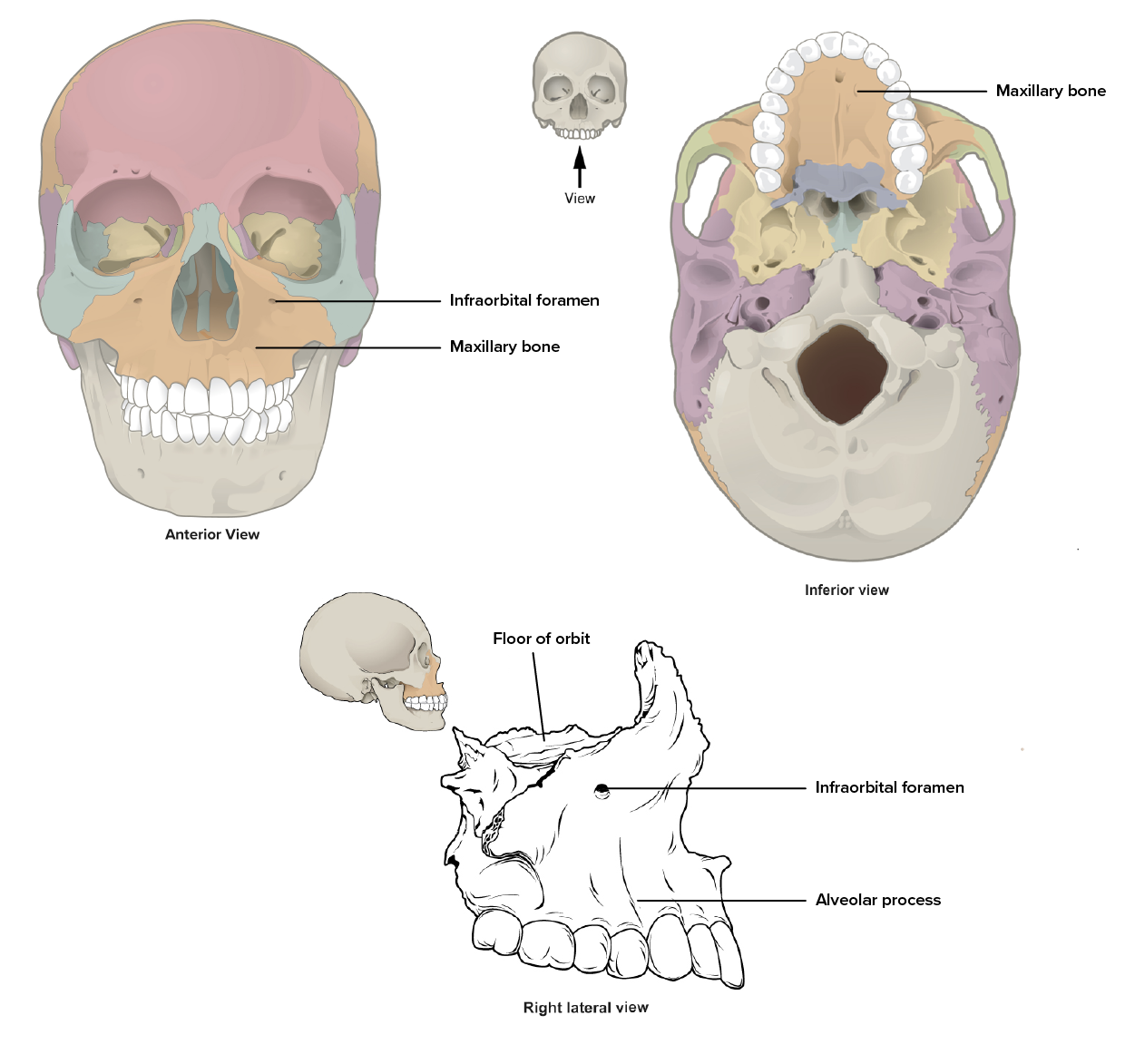 Diagram details the location and articulation of the Maxillary bone.