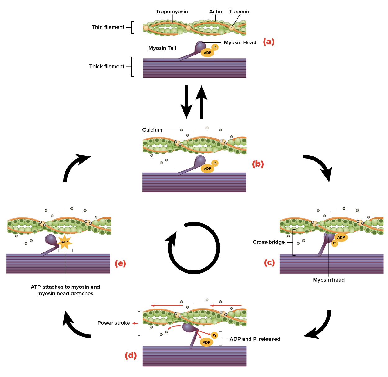 This multipart figure shows the mechanism of skeletal muscle contraction. In the top panel, the ADP and inorganic phosphate molecules are bound to the myosin motor head. In the middle panel, the ADP and phosphate come off the myosin motor and the direction of the power stroke is shown. In the bottom panel, a molecule of ATP is shown to bind the myosin motor head and the motor is reset.