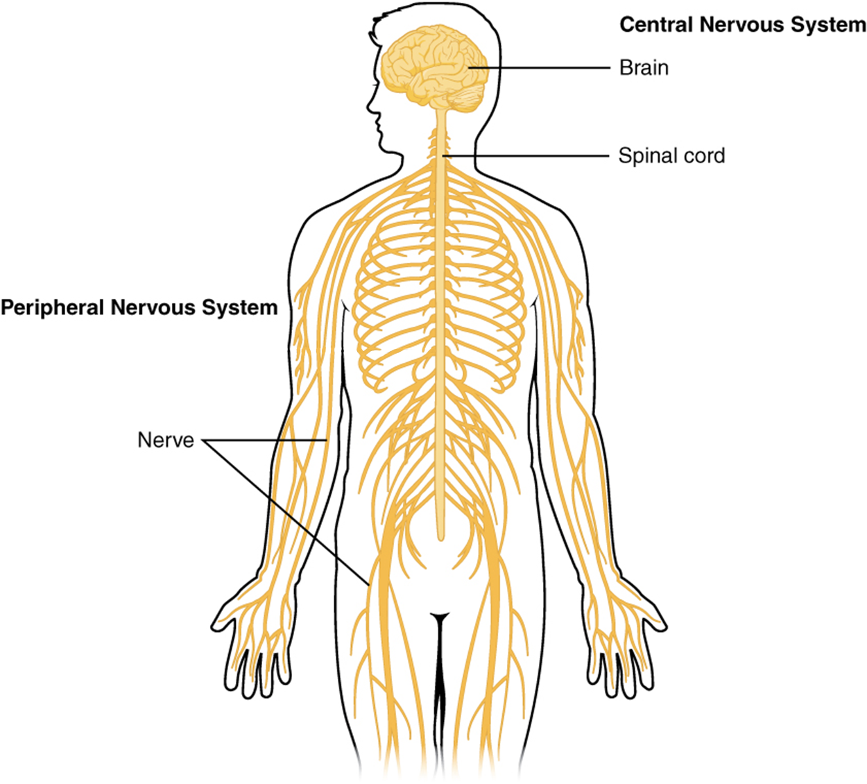 This diagram shows a silhouette of a human highlighting the nervous system. The central nervous system is composed of the brain and spinal cord. The brain is a large mass of ridged and striated tissue within the head. The spinal cord extends down from the brain and travels through the torso, ending in the pelvis. Pairs of enlarged nervous tissue, labeled ganglia, flank the spinal cord as it travels through the rib area. The ganglia are part of the peripheral nervous system, along with the many thread-like nerves that radiate from the spinal cord and ganglia through the arms, abdomen, and legs.
