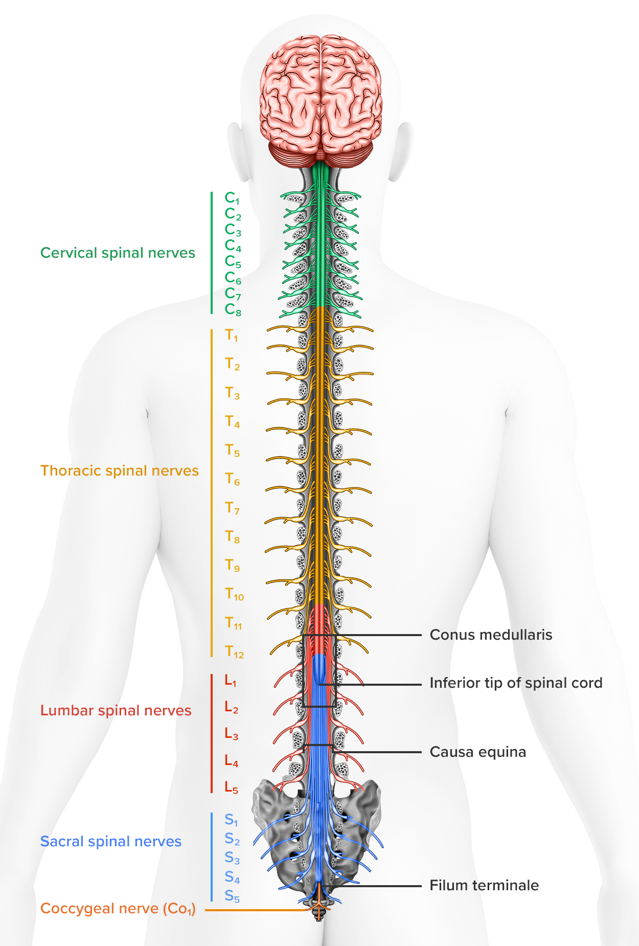 This diagram identifies major structures of the spinal cord.