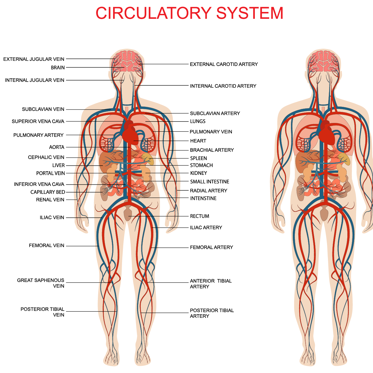An infographic of the human circulatory system that includes labeled parts of the human body.