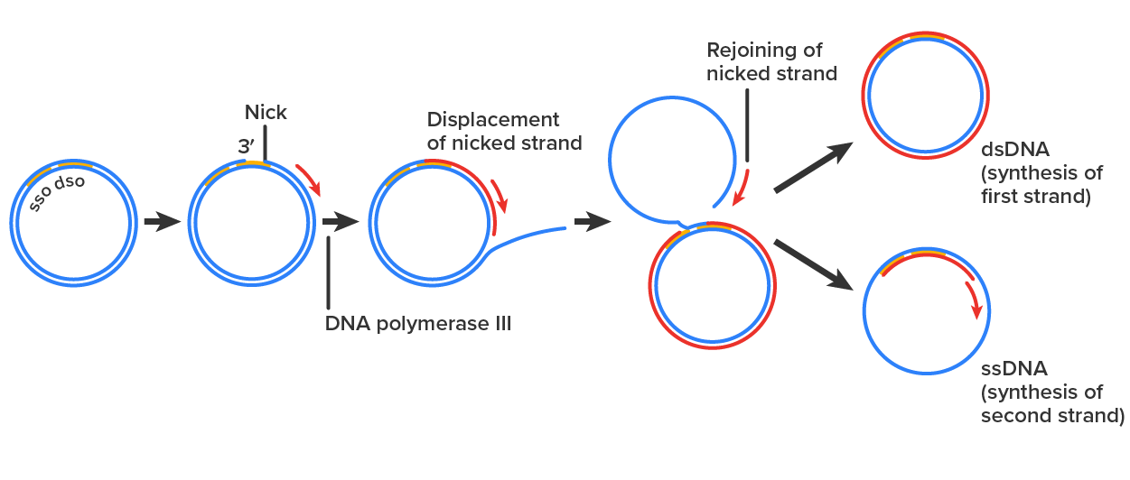 Diagram of DNA replication. A circle of double-stranded DNA has a region labeled SSO near a region labeled DSO. A nick forms in DSO and DNA polymerase III begins copying and displacing the nicked strand. This forms a new ring made of an old and a new strand of DNA; the second old strand of DNA is outside of this ring but eventually rejoins the nicked strand. DNA ligase then separates the dsDNA (synthesis of first strand) and the lone ssDNA. The ssDNA then has the second strand synthesized and become a ds DNA as well.