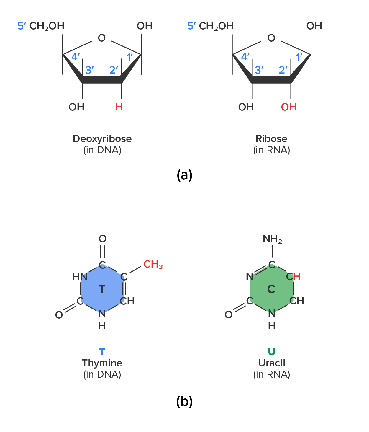 DNA and RNA Structure and Function Tutorial | Sophia Learning