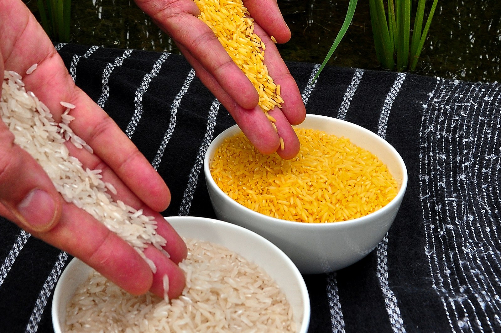 golden rice is identical to normal rice, but has an orange/gold color caused by the beta-carotene, a precursor to vitamin A which was added through genetic engineering